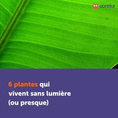 6 plantes qui vivent sans lumière (ou presque)