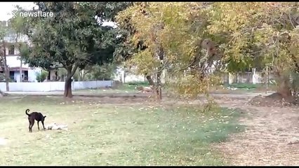 Monkey's best friend? Dog seen playing with friendly primates in north Indian city