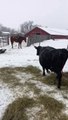 Reggie the Horse Helps Around the Ranch