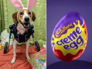 A 2-Legged Dog Named Lieutenant Dan Is Vying to Be This Year's Cadbury Easter Bunny