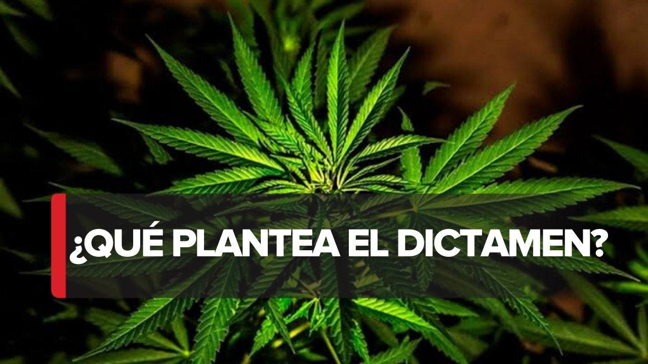En el Senado comisiones aprobaron el dictamen de la marihuana con fines lúdicos