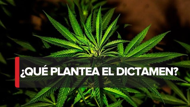 En el Senado comisiones aprobaron el dictamen de la marihuana con fines lúdicos