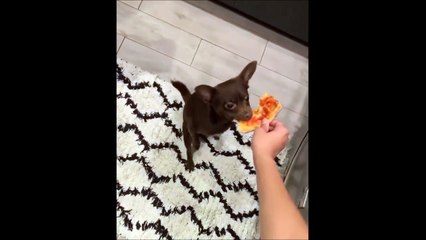 Ce chien n'imaginait qu'il serait si compliqué de manger une pizza