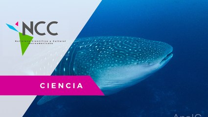 En Galápagos buscan descifrar los misterios del tiburón ballena