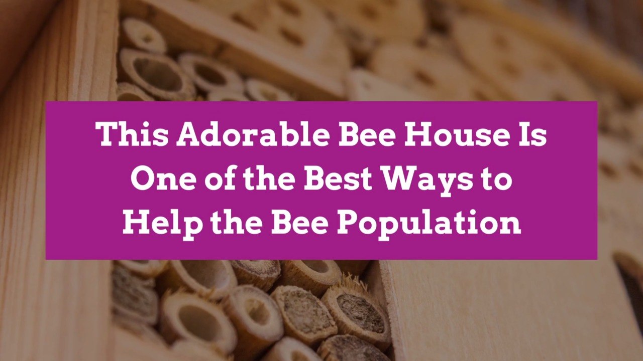 This Adorable Bee House Is One of the Best Ways to Help the Bee