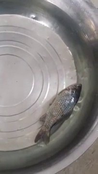 Il met un poisson congelé dans un bassin, ce qui se passe ensuite est incroyable