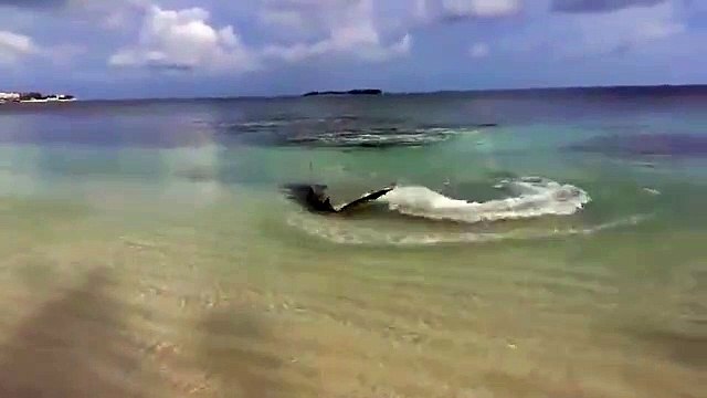 Il filme un requin en chasse en bord de plage. Impressionnant