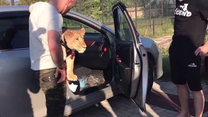 Ce russe se balade avec un lion dans la voiture