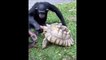 Ce singe adorable partage son repas avec une tortue