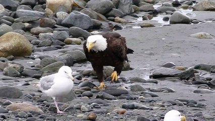 Un aigle méchant marche au milieu des oiseaux sur la côte.