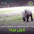 شاهد.. صغير وحيد القرن يتعرف على الحيوانات للمرة الأولى