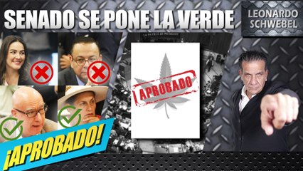 Senado aprueba en comisiones el uso lúdico de la cannabis