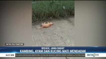 Diduga Keracunan, Beberapa Hewan  di Bekasi Mati Mendadak
