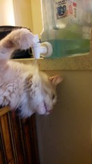Smart Cat Learns How to use Water Cooler