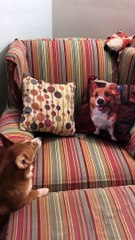 There Can Only Be One Corgi in this House