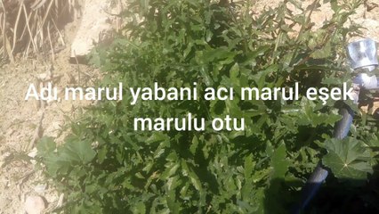 Adi marul yabani acı marul eşek marulu otu taptaze videoları