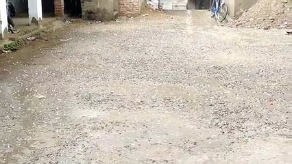 इटावा: ओले की बारिश से बढ़ी ठंड, आलू को होगा नुकसान