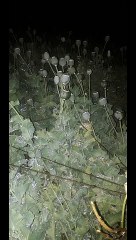 मन्दसौर: तेज हवा व बारिश से अफीम की फसल को पहुंचा नुकसान