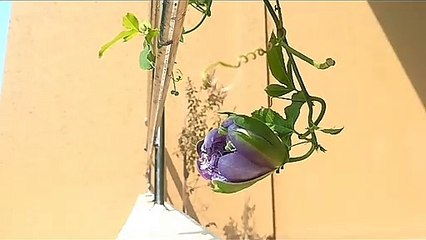 Flower blossoms in slow motion