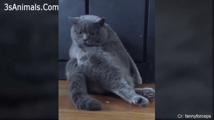 CUTE FAT CAT, LIKE BEING LAZY(1), ANIMAL VIDEO, CAT VIDEO, 뚱뚱한 고양이, 귀여운 고양이, 동물 영상