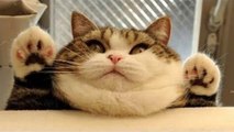 CUTE FAT CAT, LIKE BEING LAZY(2), ANIMAL VIDEO, CAT VIDEO, 뚱뚱한 고양이, 귀여운 고양이, 동물 영상
