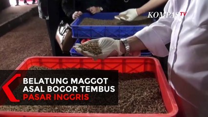 Wih... Belatung Asal Bogor Ini Tembus 24 Negara di Dunia