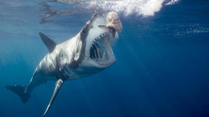 Un minuscule bateau pris en chasse par un grand requin blanc