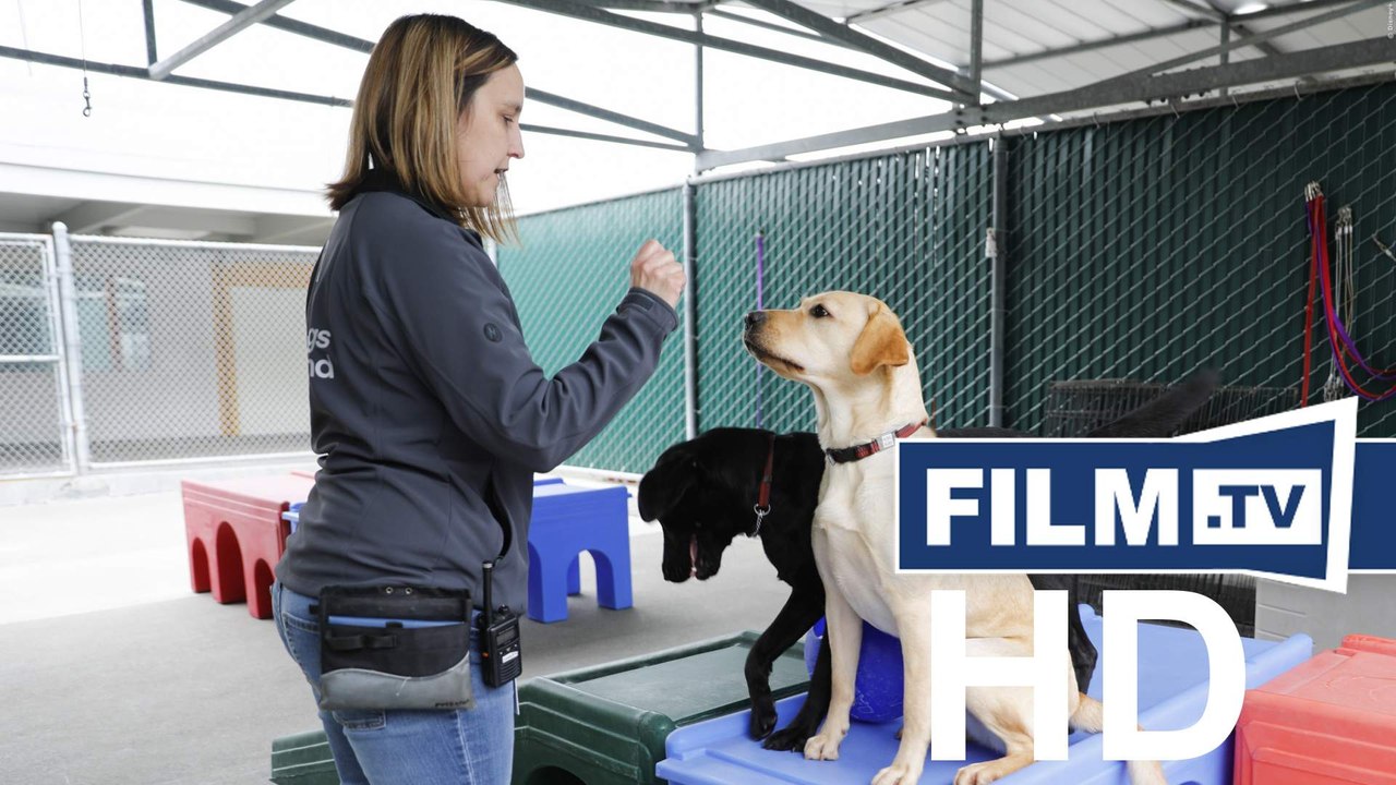 Hundeleben – Vom Welpen zum Blindenhund Trailer Englisch English (2020)