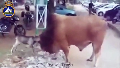 لما تتخانق مع صحبك ابو دماغ هتموت من الضحك