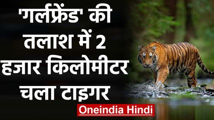 Tiger walks 2000km in search of a partner. They need Tinder, says Twitter | वनइंडिया हिंदी