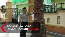 Ada Pohon Kurma Tumbuh Subur di Palopo, Sulawesi Selatan