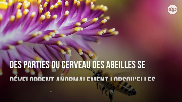 Les pesticides ont un impact significatif sur le développement cérébral des abeilles