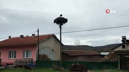 Baharın müjdecisi leylekler kendini Çanakkale'de gösterdi