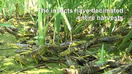 Pakistan struggles to combat devastating locust plague