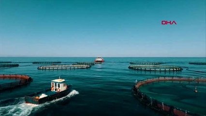 Muğla dev gemi balık çiftliğine çarptı 2 milyon balık denize kaçtı