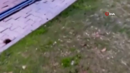 Asabi fareyle peşine düşen kedinin kavgası kamerada