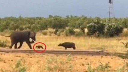 Baby Buffalo Charges Elephant, Video Goes Viral | Oneindia Malayalam