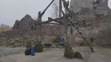 La primavera llega con un mes de antelación para los osos del zoo de Moscú