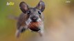 Rowdy Rodent! Check out This Photo of a Gravity-Defying Mouse Looking Like Its Flying!