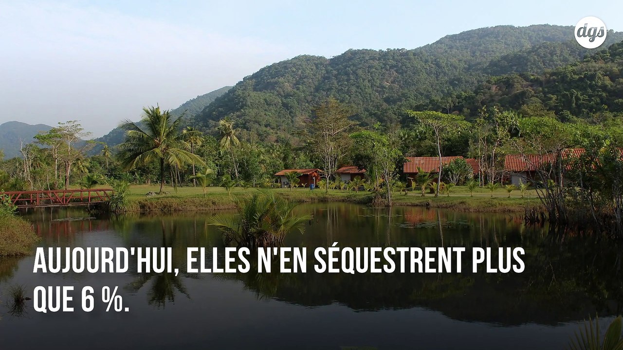 Les forêts tropicales vont commencer à émettre plus de CO2 qu'elles n'en absorbent