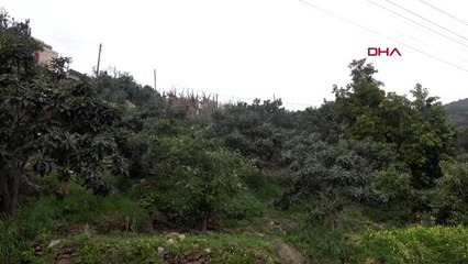 Antalya yenidünya ilk meyvesini alanya'da verdi