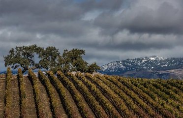 What It Means When the Winemaker Actually Lives Among the Vines