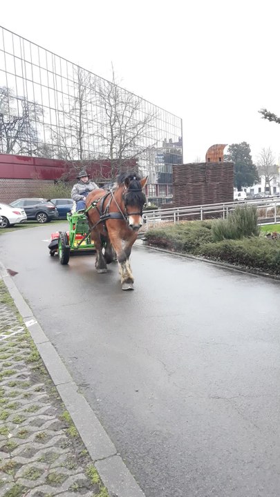 La province du Hainaut va utiliser des chevaux de trait/ Video Emmie Godart