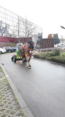 La province du Hainaut va utiliser des chevaux de trait/ Video Emmie Godart