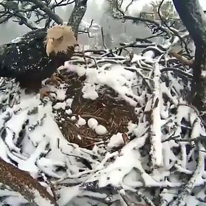 Mother love