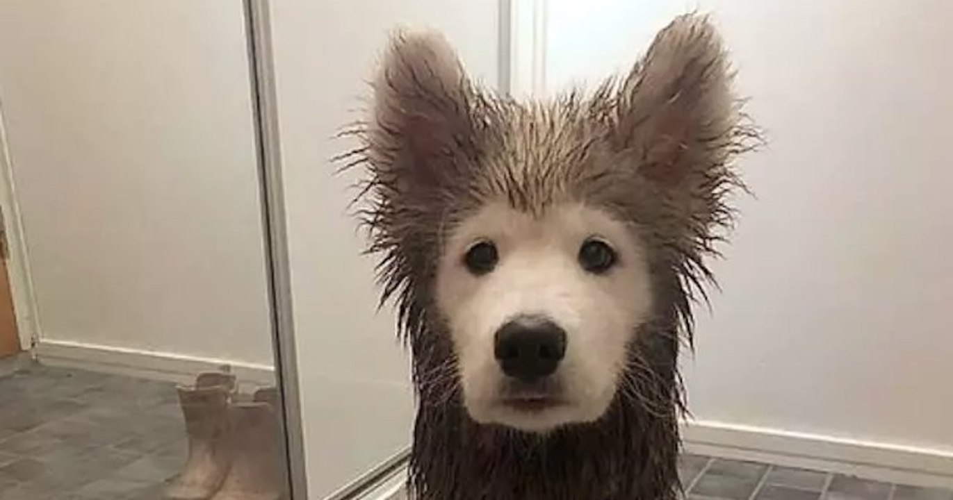 Après son bain de boue, ce chiot a l'air de porter un masque