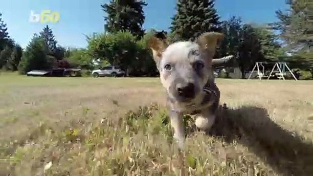 Pet-Palooza! PetSmart’s National Adoption Weekend Sees Over 32,000 Pets Adopted!