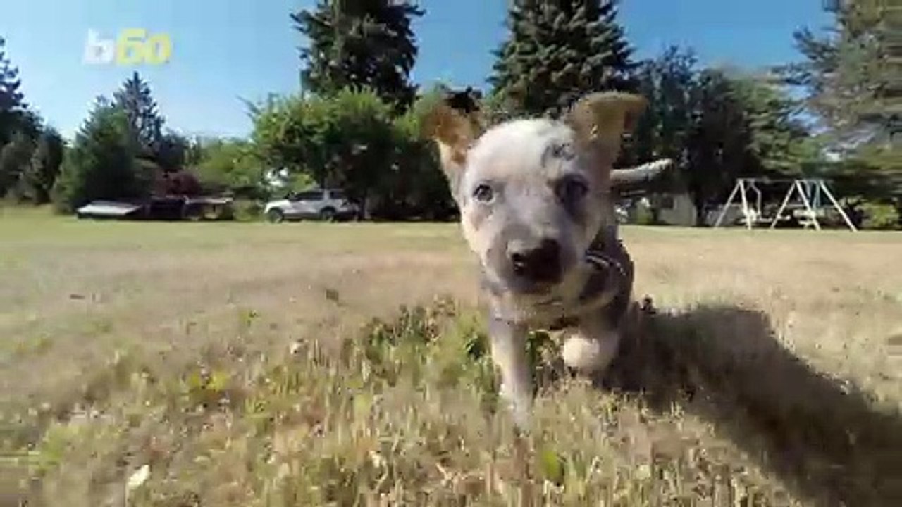 Pet-Palooza! PetSmart’s National Adoption Weeke...