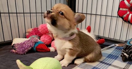 Ce groupe Facebook est dédié aux corgis qui font la gueule et c'est à mourir de rire