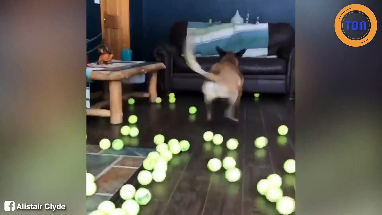 Pour son anniversaire, ce malinois ne s’attendait pas à un aussi beau cadeau !